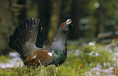 Western Capercaillie (Tetrao urogallus)