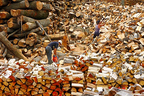 Firewood, Bio-Bio region, Chile, South America