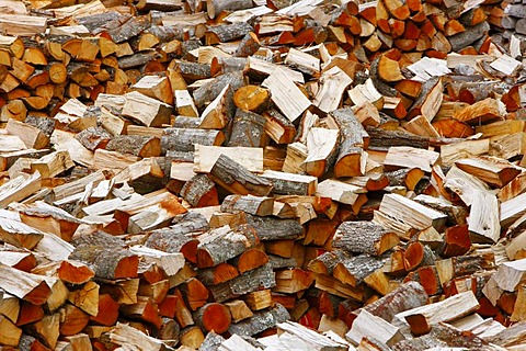 Firewood, Bio-Bio region, Chile, South America