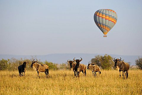 Hot air balloon above a herd of Wildebeest (Connochaetes taurinus albojubatos), Masai Mara Nature Reserve, Kenya, East Africa