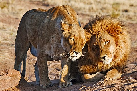 Two lions (Panthera leo) in the morning sun, Africat Foundation, Namibia, Africa