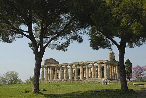 Temple of Ceres and pine trees in Paestum, Italy, Europe