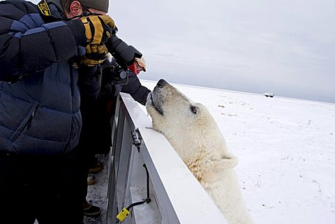 Polar bear (Ursus maritimus) looking over the railing of a Tundra Buggy Churchill, Manitoba, Canada