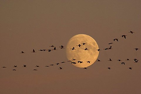 group of cranes flying in front of the full moon