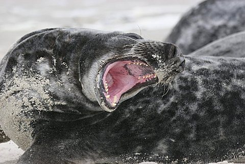 yawning horsehead seal