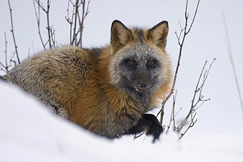 portrait of a cross fox in the snow