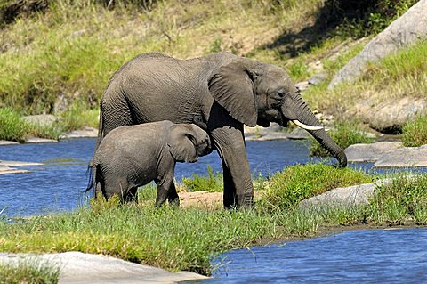 African Bush Elephant (Loxodonta africana), calf suckling, Masai Mara Nature Reserve, Kenya, East Africa