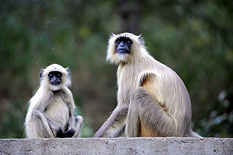 Gray Langurs or Hanuman Langurs (Semnopithecus), Ranthambore National Park, Rajasthan, North India, India, South Asia, Asia