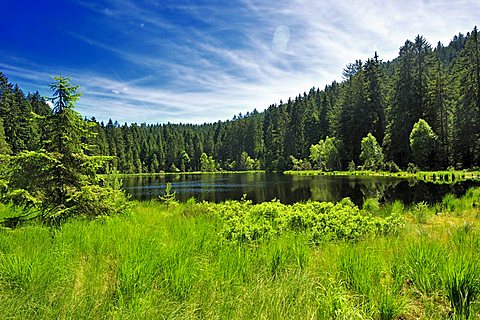 Herrenwieser See lake, Westweg, Forbach, Black Forest, Baden-Wuerttemberg, Germany, Europe