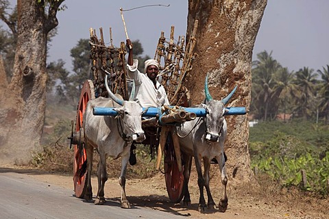 Ox cart near Chamarajnagar, Karnataka, South India, India, South Asia, Asia