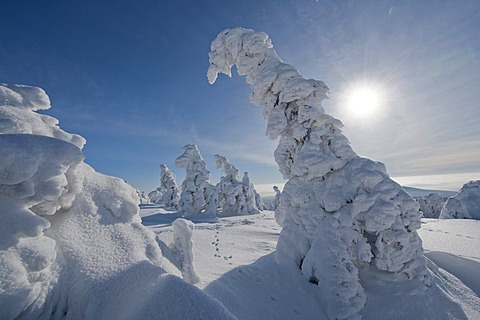 Backlit snow-covered pines, winter on Mt Brocken in the Harz, Blocksberg Mountain, Harz National Park, Saxony-Anhalt, Germany, Europe, Europe
