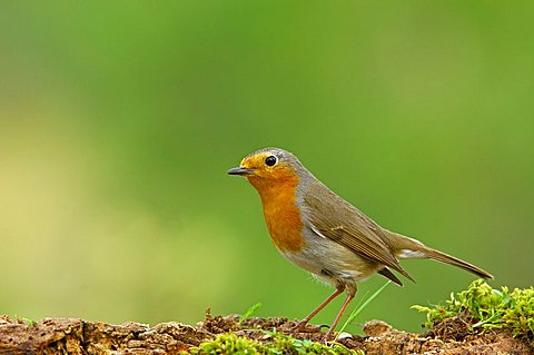 European Robin (Erithacus rubecula)