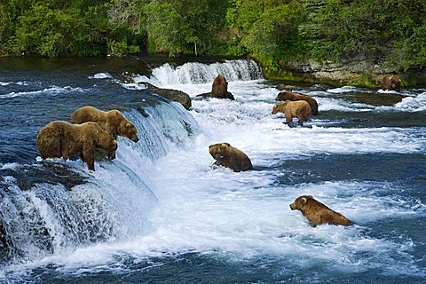 Brown Bear (Ursus arctos), many bears fishing in Brooks River, Brooks Falls, Katmai National Park, Alaska, USA, North America