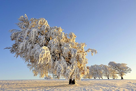 European Beech or Common Beech (Fagus sylvatica), distorted by wind and snow and frost, Schauinsland Mountain, Black Forest, Breisgau-Hochschwarzwald, Baden-Wuerttemberg, Germany, Europe