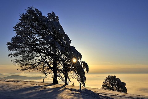 European Beech or Common Beech (Fagus sylvatica), distorted by wind and snow and frost, in front of the sunset, Schauinsland Mountain, Black Forest, Breisgau-Hochschwarzwald, Baden-Wuerttemberg, Germany, Europe