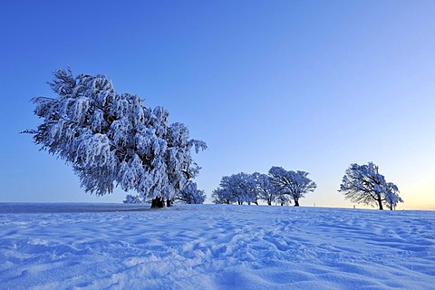 European Beech or Common Beech (Fagus sylvatica), distorted by wind and snow and frost, shortly after sunset, Schauinsland Mountain, Black Forest, Breisgau-Hochschwarzwald, Baden-Wuerttemberg, Germany, Europe