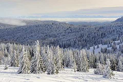 View from Mt. Feldberg on snow-covered Silver Firs (Abies alba), in the back the wooded hills of the high Black Forest, Landkreis Breisgau-Hochschwarzwald district, Baden-Wuerttemberg, Germany, Europe