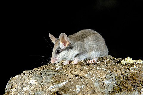 Garden Dormouse (Eliomys quercinus)