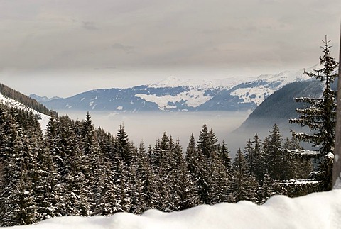 Atmospheric inversion, snow-covered forest, Austria, Europe