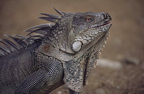 Green Iguana, Costa Rica, Central America