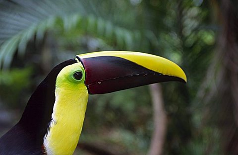 Close up of a chestnut mandibled tucan, Costa Rica, Central America