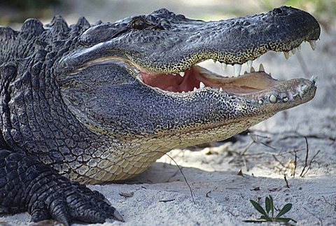 Alligator at a alligator farm, Everglades National Park, Florida, USA