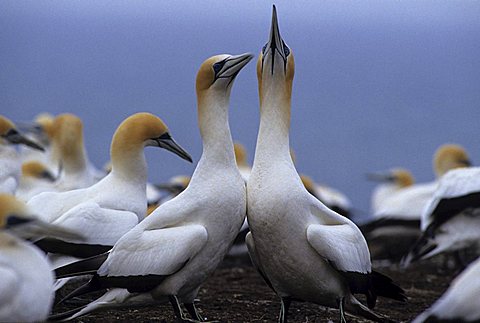 Northern gannet (Morus bassanus) colony, Cape Kidnappers, North Island, New Zealand