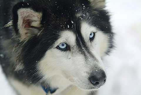 CAN, Canada, Quebec: sledge dog