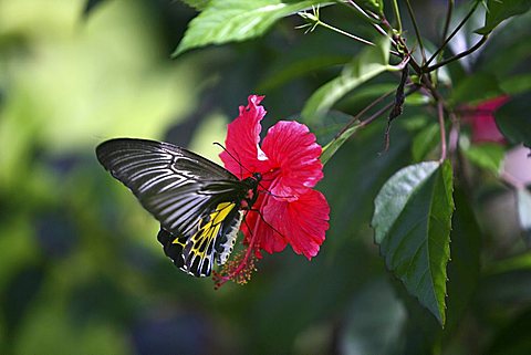 Butterfly perched on a flower, Somatheeram Ayurveda Resort, traditional Ayurvedic medicine spa resort, Trivandrum, Kerala, India, Asia