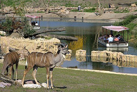 "African Queen" safari boat in the African habitat at ZOOM Erlebniswelt, modern zoo without traditional cages in Gelsenkirchen, North Rhine-Westphalia, Germany, Europe