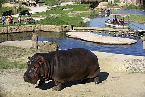 Hippopotamus (Hippopotamus amphibius), viewed by visitors on "African Queen" safari boats in the African habitat at ZOOM Erlebniswelt, modern zoo without traditional cages in Gelsenkirchen, North Rhine-Westphalia, Germany, Europe