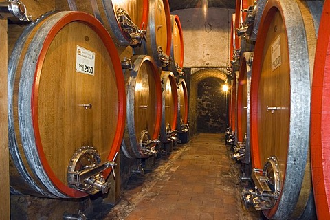 Wine barrels in the cellar of the Badia di Coltibuono winery, Chianti, Tuscany, Italy, Europe