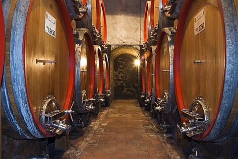 Wine barrels in the cellar of the Badia di Coltibuono winery, Chianti, Tuscany, Italy, Europe