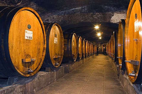 Wine barrels in the cellar of the Badia di Coltibuono winery, Chianti, Tuscany, Italy, Europe