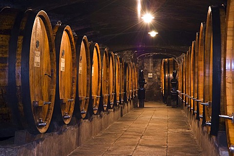 Wine barrels in the cellar of the Badia di Coltibuono winery, Chianti, Tuscany, Italy, Europe