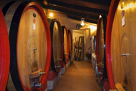 Wine barrels, wine cellar in the Brunello winery, Fattoria dei Barbi, Podernovi, Montalcino, Tuscany, Italy, Europe