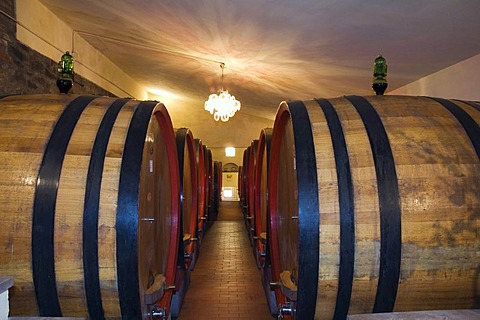 Wine barrels, wine cellar in the Brunello winery, Fattoria dei Barbi, Podernovi, Montalcino, Tuscany, Italy, Europe