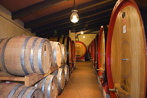 Wine barrels, wine cellar in the Brunello winery, Fattoria dei Barbi, Podernovi, Montalcino, Tuscany, Italy, Europe