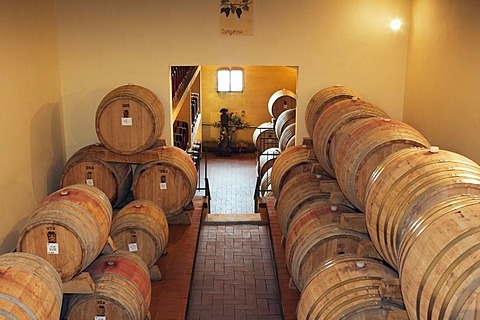 Vin Santo in the wine cellar in the Brunello winery, Fattoria dei Barbi, Podernovi, Montalcino, Tuscany, Italy, Europe