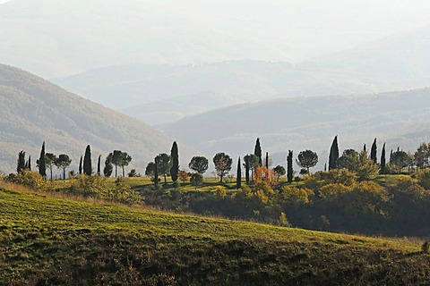 Cypress and pine tree-lined road in misty landscape, Tuscany, Italy, Europe