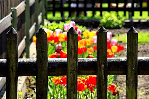 Wooden picket fence around tulip garden, Bavaria, Germany, Europe