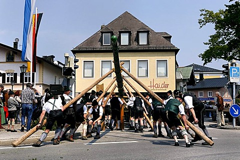 Maypole being raised, Prien, Chiemgau, Upper Bavaria, Germany, Europe