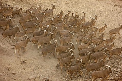 Barbary sheep, (Ammotragus lervia), Sir Bani Yas Island, private game reserve in the Persian Gulf with over 10000 steppe animals, near Abu Dhabi, United Arab Emirates|