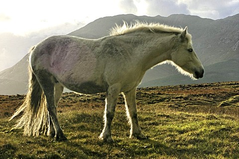 Connemara pony, Inagh Valley, County Galway, Republic of Ireland, Europe