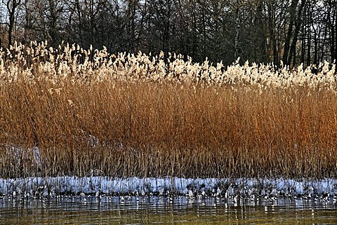 Grass, water reeds on a lake, Lake Chiemsee, Chiemgau Upper Bavaria Germany