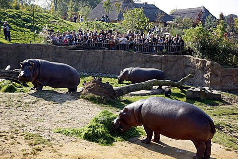 Hippopotami (Hippopotamus amphibius) in the outdoor enclosure of the ZOOM Erlebniswelt leisure park, Africa region, Gelsenkirchen, North Rhine-Westphalia, Germany, Europe