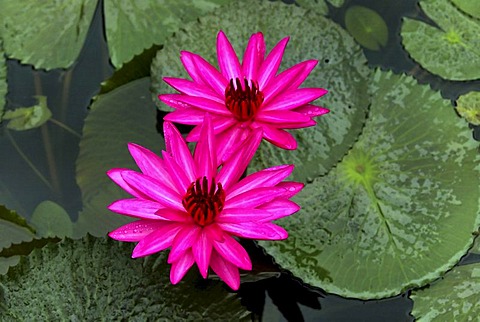 Water lilies (Nymphaeaceae), Northern Territory, Australia