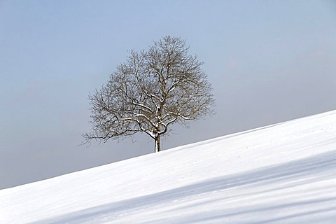 Oak tree (Quercus) in winter snow, Chiemgau, Upper Bavaria, Germany, Europe