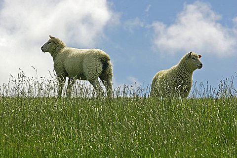 dike sheep on a dike near Morsum, Sylt, Schleswig-Holstein, Germany