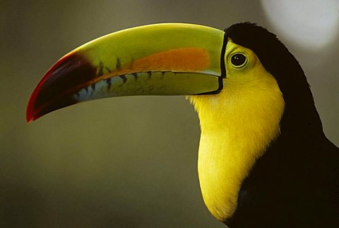 Keel-billed Toucan, Sulfur-breasted Toucan or Rainbow-billed Toucan (Ramphastos sulfuratus), Costa Rica, Central America